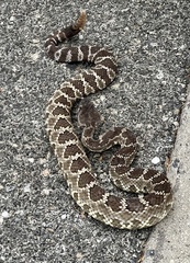 Crotalus oreganus helleri