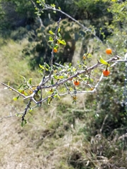 Zanthoxylum hirsutum