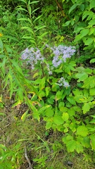 Symphyotrichum ciliolatum