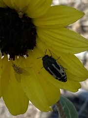 Acmaeodera scalaris
