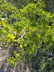 Zanthoxylum hirsutum