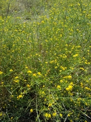 Gutierrezia sarothrae
