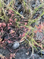 Euphorbia glyptosperma