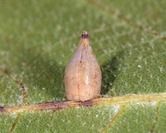 Caryomyia caryaecola