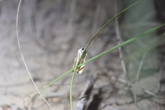 Ponometia erastrioides