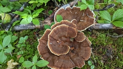 Phaeolus schweinitzii