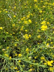 Gutierrezia sarothrae