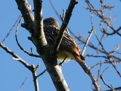 Myiodynastes luteiventris