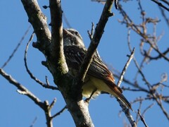 Myiodynastes luteiventris