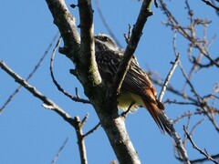 Myiodynastes luteiventris