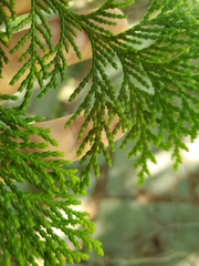 Thuja plicata