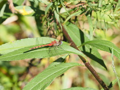 Sympetrum ambiguum