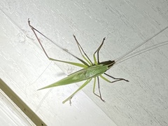 Neoconocephalus retusus