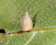 Caryomyia caryaecola