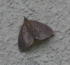 Perispasta caeculalis