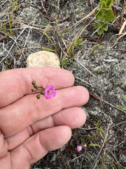 Agalinis decemloba