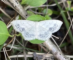 Scopula limboundata