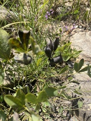 Baptisia australis aberrans