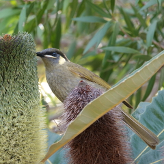 Meliphaga lewinii