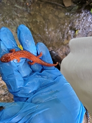 Pseudotriton ruber ruber