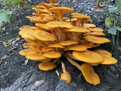 Omphalotus illudens