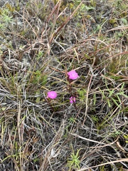 Agalinis decemloba