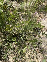 Baptisia australis aberrans