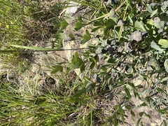 Baptisia australis aberrans