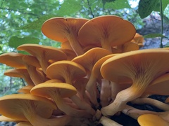 Omphalotus illudens