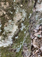 Myelochroa aurulenta