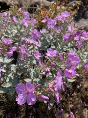 Epilobium rigidum