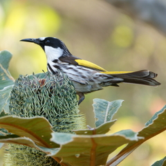 Phylidonyris niger