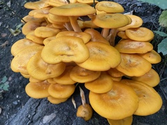 Omphalotus illudens