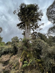 Podocarpus laetus