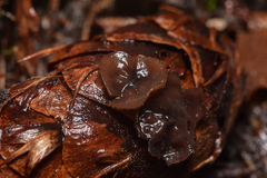 Ciboria rufofusca