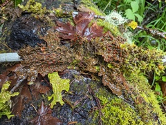 Lobaria anthraspis