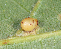 Caryomyia caryae