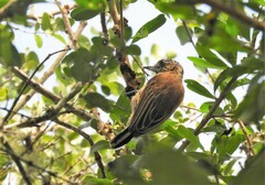 Picumnus nebulosus
