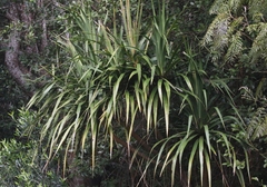 Pleomele aurea
