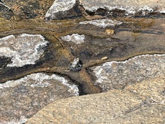 Rana boylii
