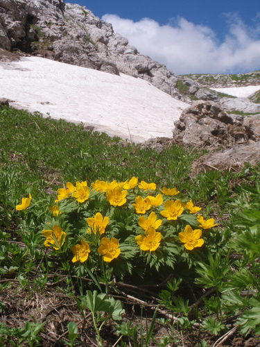 Trollius ranunculinus (Trollius ranunculinus)