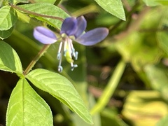 Cleome rutidosperma