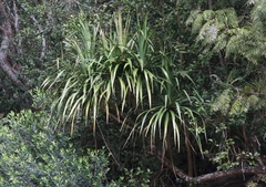 Pleomele aurea
