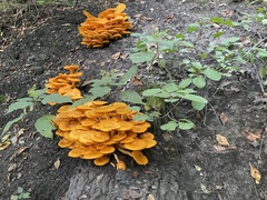Omphalotus illudens