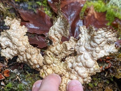 Lobaria anthraspis