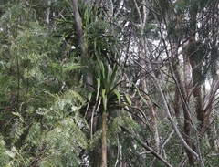 Pleomele aurea