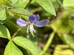 Cleome rutidosperma