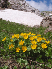 Trollius ranunculinus