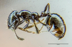 Monomorium ergatogyna