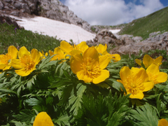 Trollius ranunculinus
